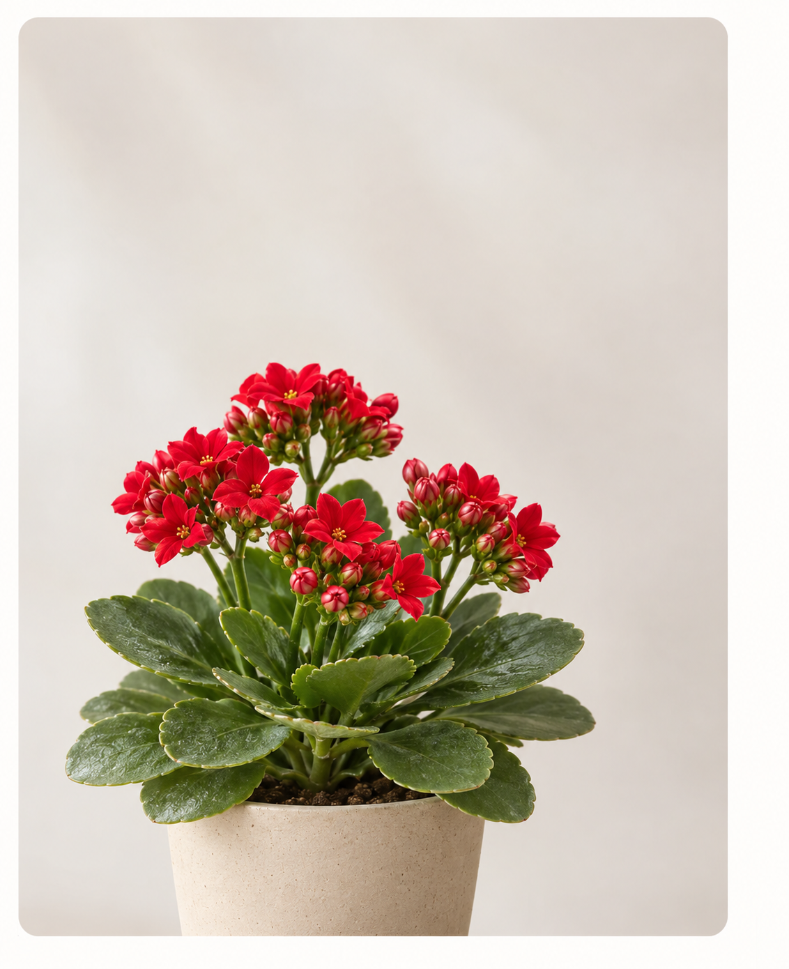 カランコエの花